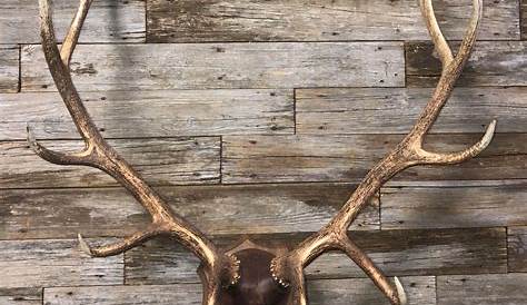 European elk mount on my reclaimed lumber Arizona plaque