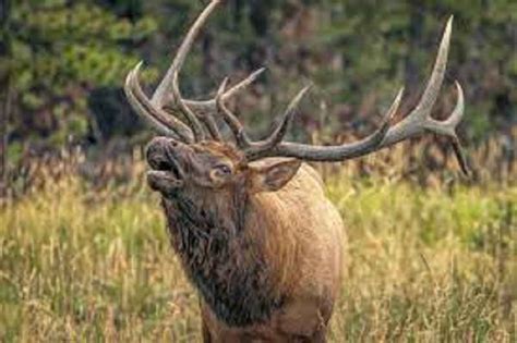 Elk Bugle When
