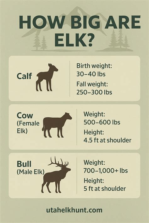 elk size compared to human