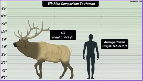 elk size vs human