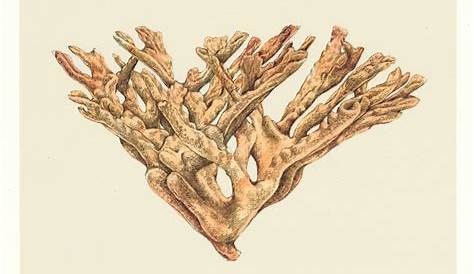 Elkhorn Coral, Framed Illustration Art Print Billie & Olives