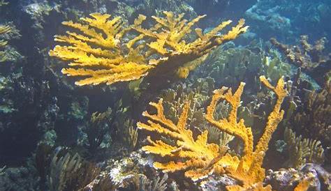 Critically endangered labgrown elkhorn coral survives