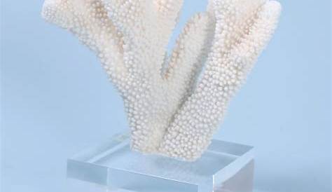 Two Pacific Elkhorn Coral Specimens on Lucite, Priced