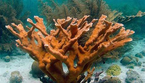 Elkhorn Coral Reef (Acropora Palmata) Stock Photography Image