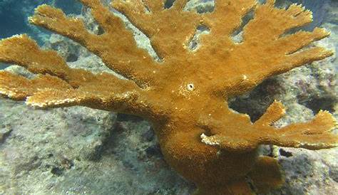 Elkhorn Coral Scientific Name Acropora palmata FWC