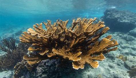Elkhorn coral is considered to be one of the most