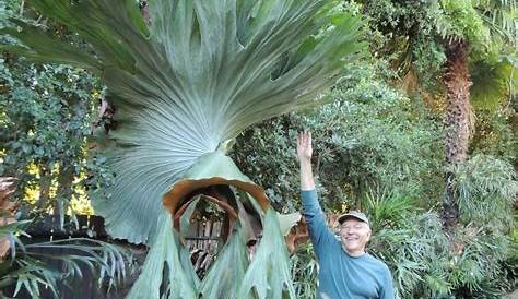 Platycerium Bifurcatum Name Elkhorn Fern) 150mm