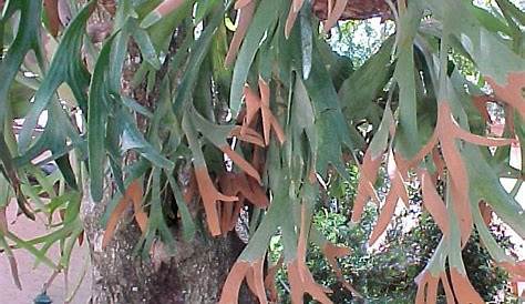 Staghorn Fern Disease Symptoms Tips On Dealing With Sick