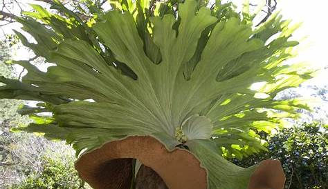 Elkhorn Fern How To Grow A Staghorn Indoors Or Outdoors Dengarden