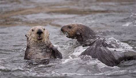 Elkhorn Slough Otters Eavesdropping On