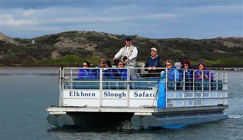 Elkhorn Slough Safari Boat Tour Taken While On The , A