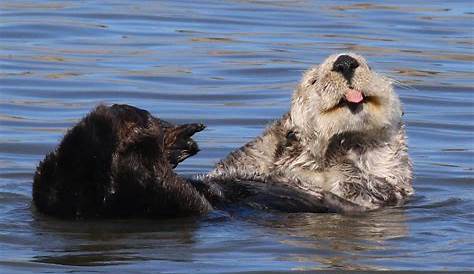 Elkhorn Slough Safari Tour What To Do In Monterey CA