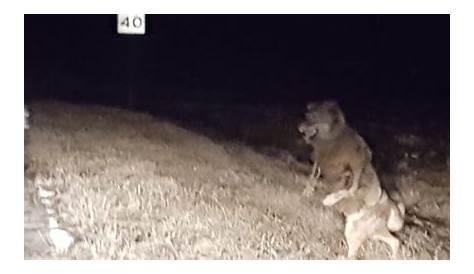 Elkhorn Wisconsin Werewolf The Beast Of Bray Road 's Unusual, RealLife