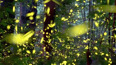 elkmont fireflies