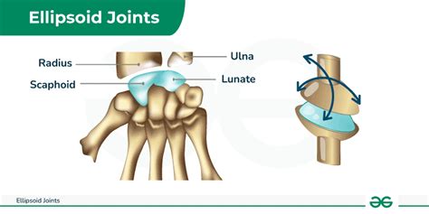 Ellipsoid Joint Definition And Examples