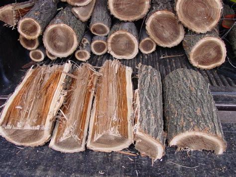 Elm Firewood [Splitting, Seasoning Time, BTU]