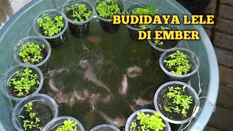 BUDIDAYA LELE DI EMBER (BUDIKDAMBER dan HIDROPONIK) YouTube