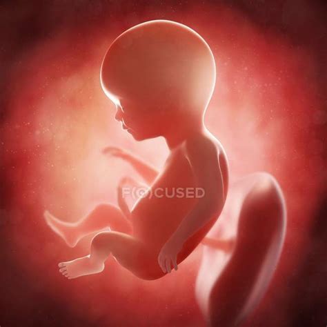 17 Weeks Pregnant: What's Happening to Your Developing Embryo?