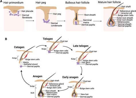 Embryologic Development of Hair Follicles