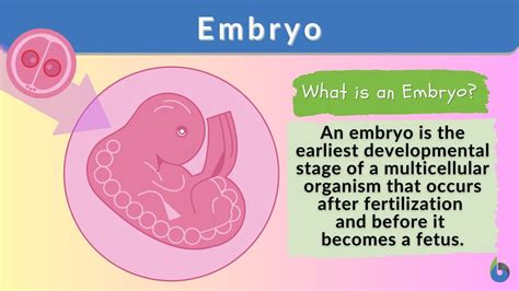 embryonic meaning in bengali