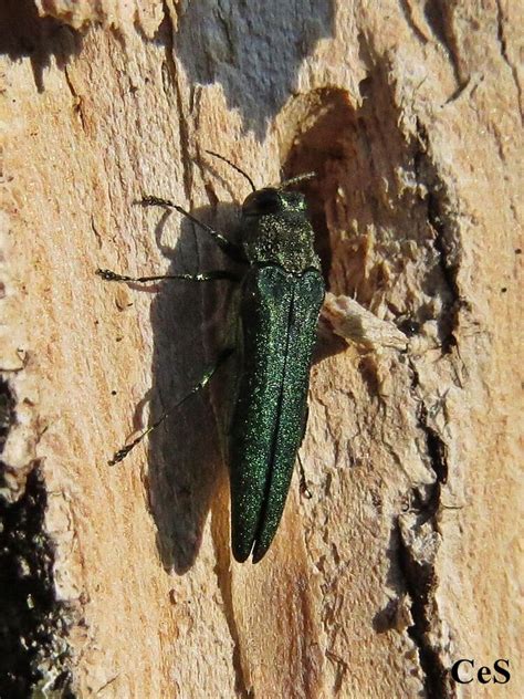 Central Pennsylvania Forestry Some Good News About Emerald Ash Borer