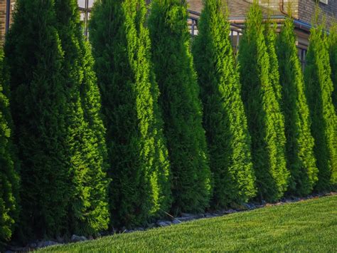 Emerald Green Arborvitae Oregon