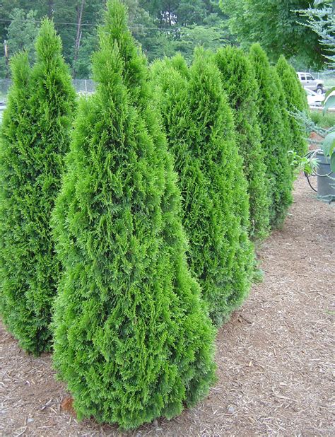 Emerald Green Arborvitae Origin