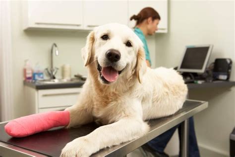 emergency pet care post falls