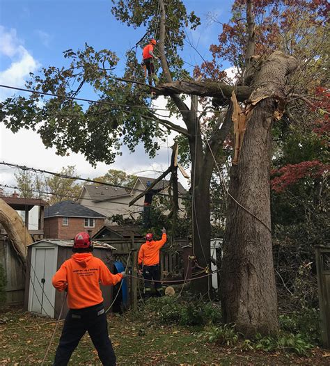 emergency tree service local