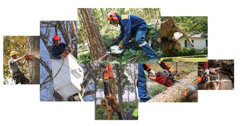 emergency tree service long island