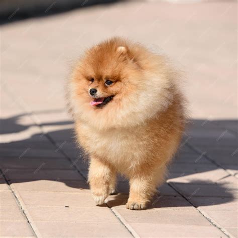 emma stone pomeranian breed