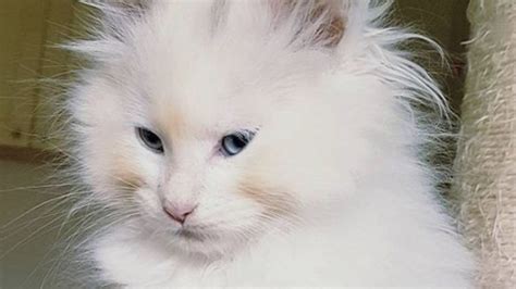 The Making of a Star: Cats Pickup Fans's Story 2026