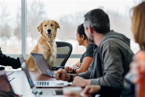 emotional support animals in workplace
