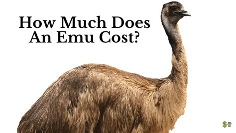 emu bird cost