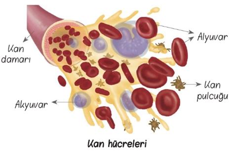 en küçük kan hücresi