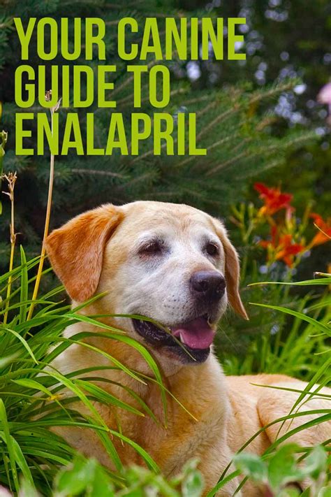 enalapril for dogs with kidney disease