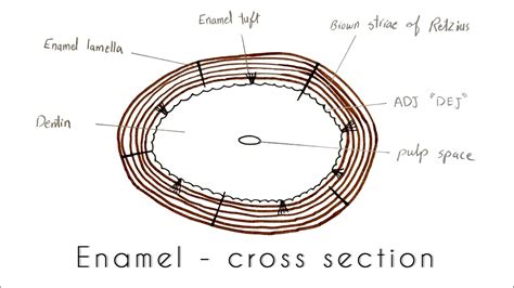 Enamel Spindle Ground Section