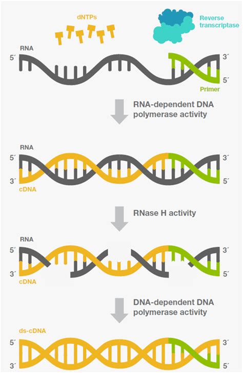 Encan Reverse Transcriptase Use Dna As A Template