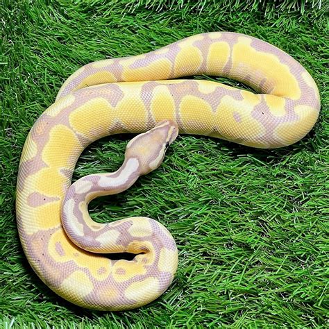 Enchi Banana Ball Python