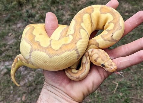 Enchi Banana Clown Ball Python
