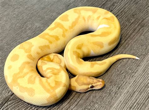 Enchi Banana Pied Ball Python