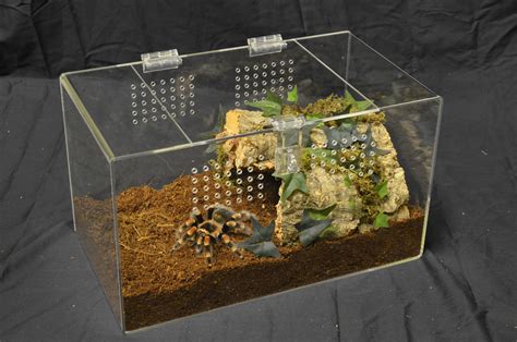 Enclosures For Tarantulas