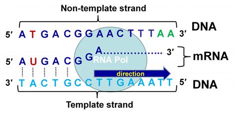 Encoding Strand Template Strand