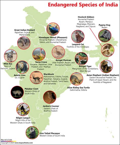 endangered animals in india graph