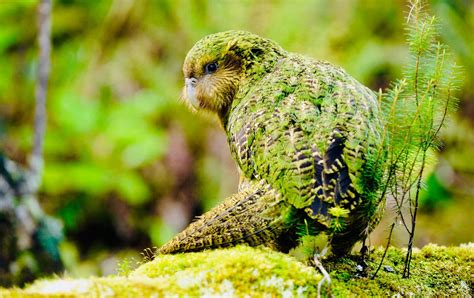 endangered animals kakapo