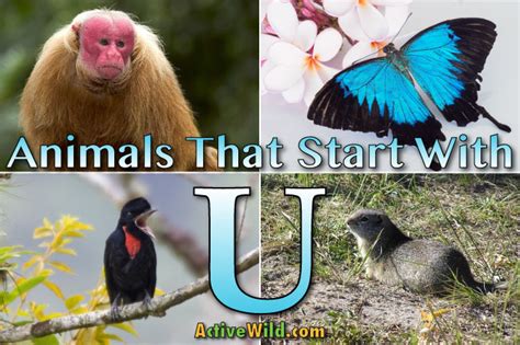 endangered animals that start with u