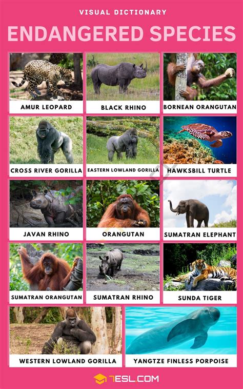 Endangered Species With Their Names Printable List