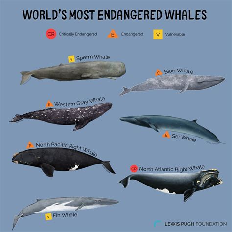 endangered whale species