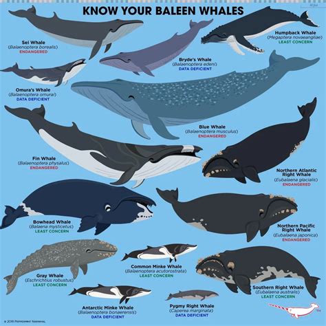 endangered whale species list