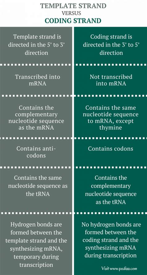 Endifference Between Coding And Template Strand